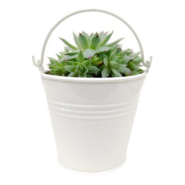 2.5" White Tin Pail