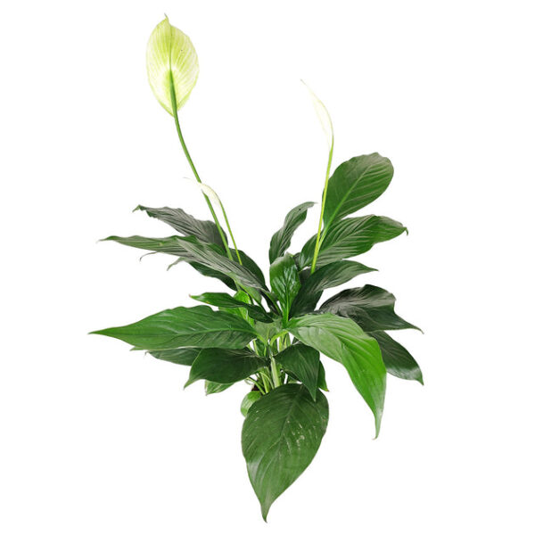Spathiphyllum Green Peace Lily - Image 4