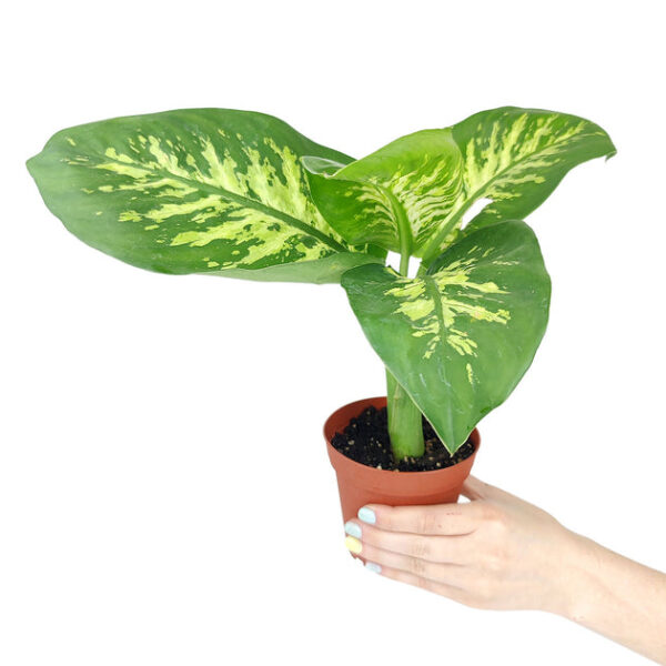 Dieffenbachia Tropic Snow - Image 4