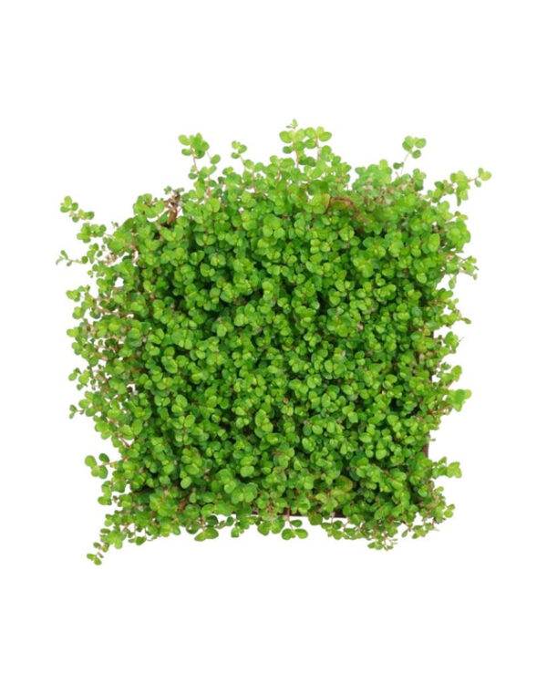 Soleirolia Soleirolii - Image 2
