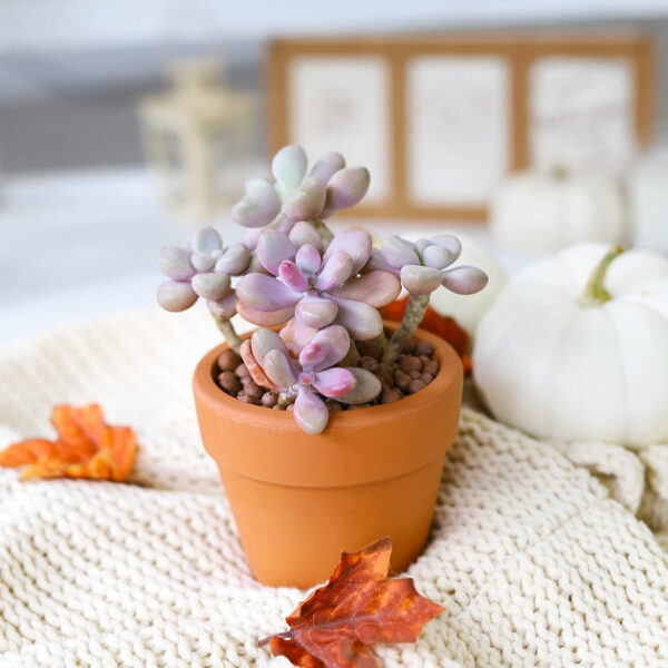 Moonstones Pachyphytum - Image 3