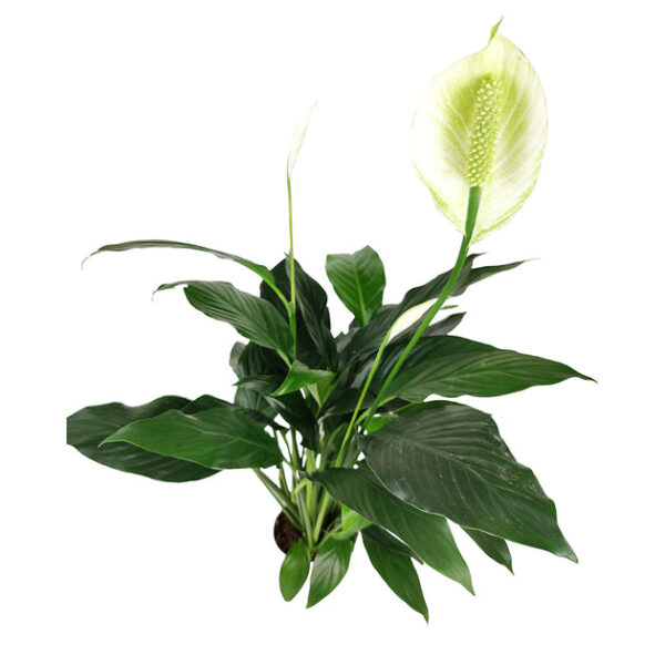 Spathiphyllum Green Peace Lily - Image 5