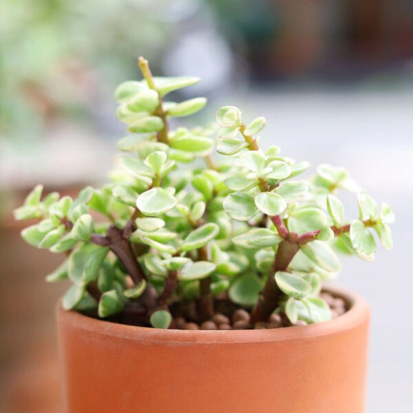 Elephant Bush - Image 2