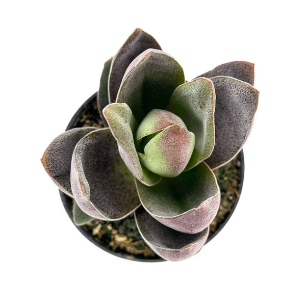 Crassula alba Garnet Lotus - Image 2