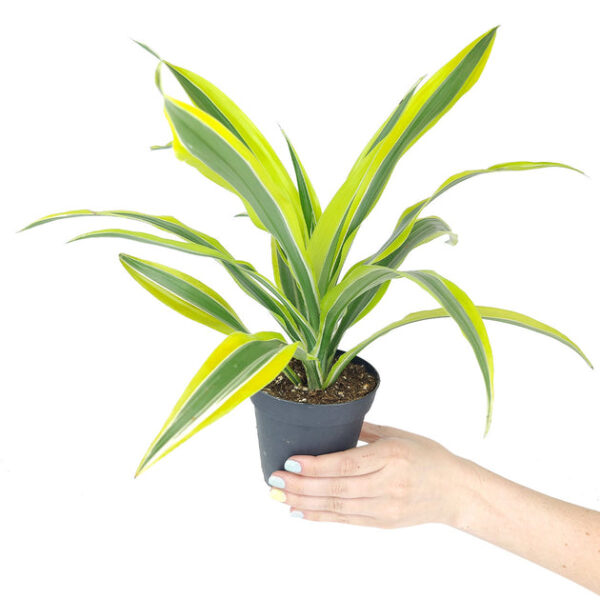 Dracaena Lemon Lime - Image 4