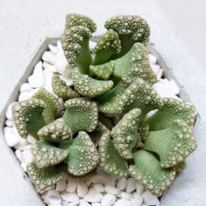 Concrete Leaf Titanopsis Calcarea Cactus