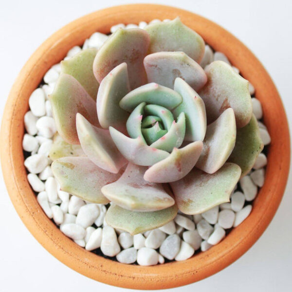 Echeveria Lola Succulent - Image 7