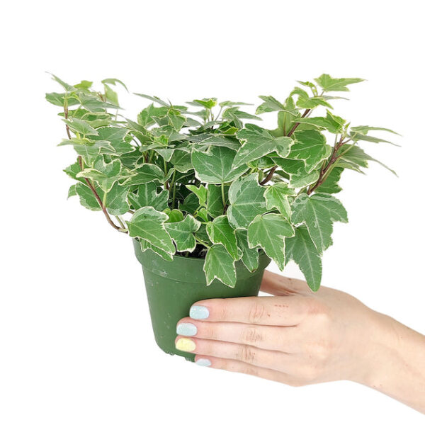Golden English Ivy - Image 4