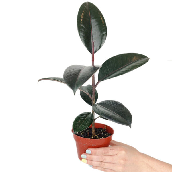 Burgundy Rubber Plant - Image 3