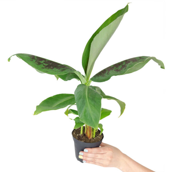 Musa Tropicana Banana Plant - Image 4