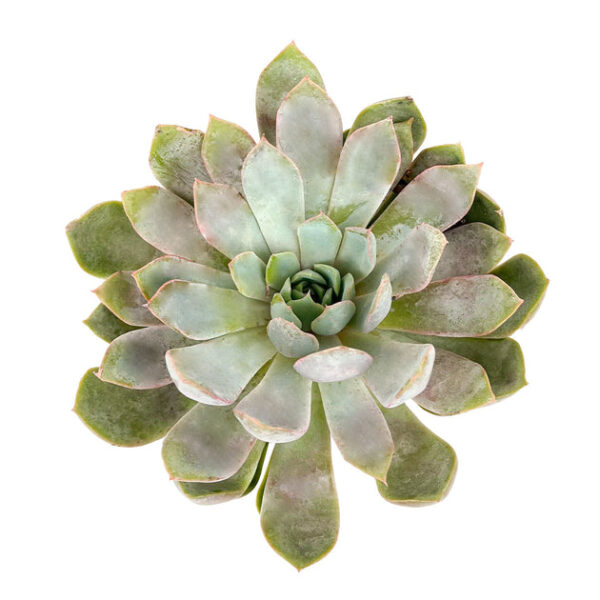 Echeveria 'Summer' - Image 2
