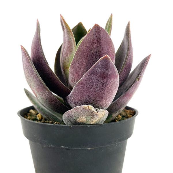 Crassula alba Garnet Lotus - Image 3