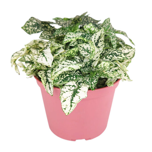 Hypoestes Phyllostachya White Splash - Image 6