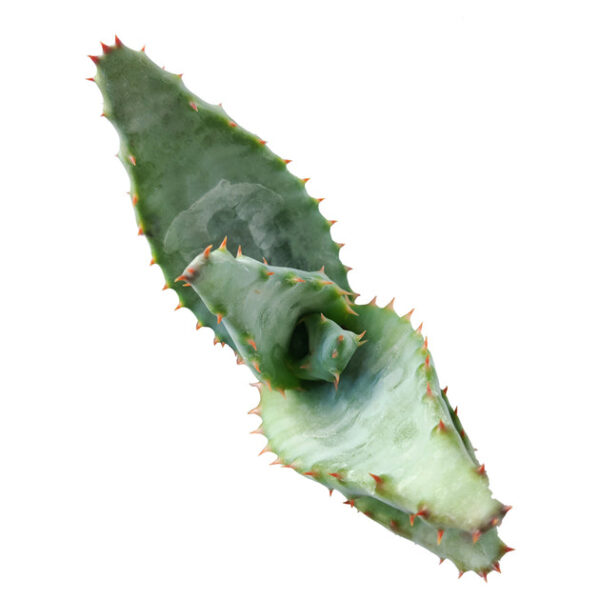 Mountain Aloe - Image 6