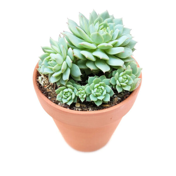 Echeveria Painted Lady - Image 2