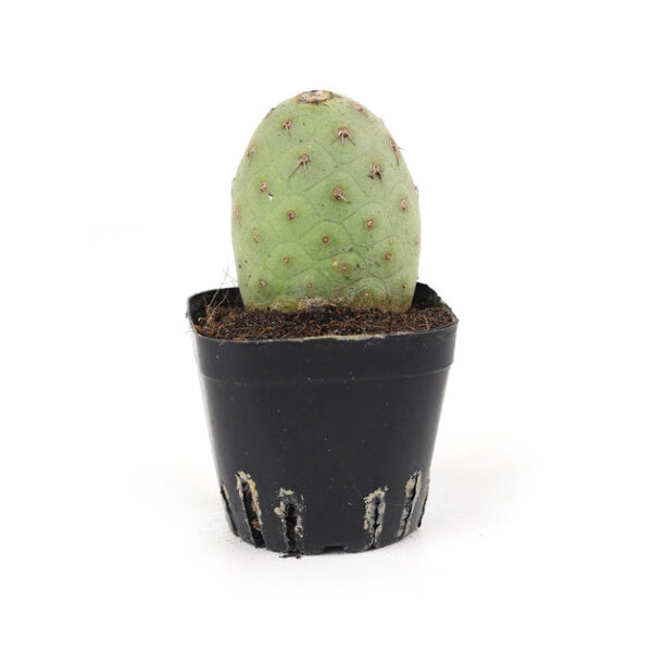Rare Tephrocactus Geometricus - Image 6