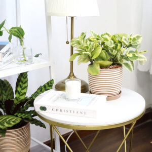 Peperomia Obtusifolia Variegata