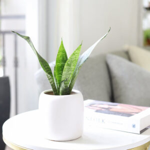 Snake Plant Sansevieria Zeylanica