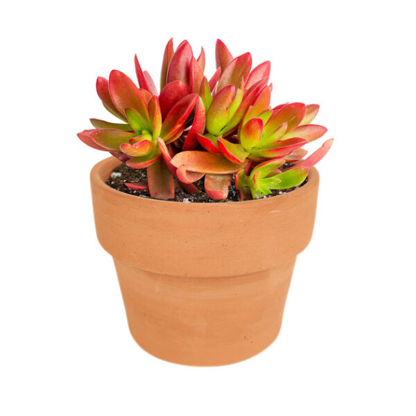 Crassula Campfire Plant - Image 9