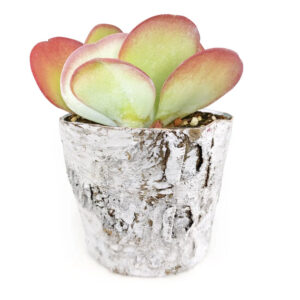 Birch Pot Large Size
