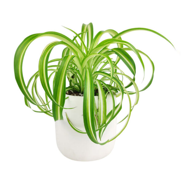 Curly Spider Plant 'Bonnie' - Image 5