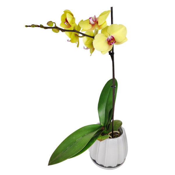 Yellow Phalaenopsis Orchid - Image 7