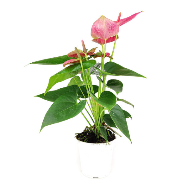 Anthurium Pink - Image 3