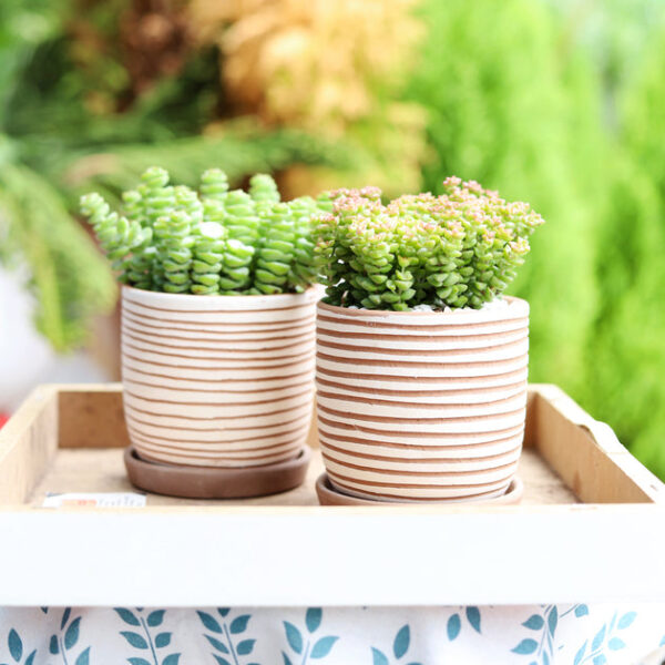 Clay White Stripes Pattern Pot - Image 5