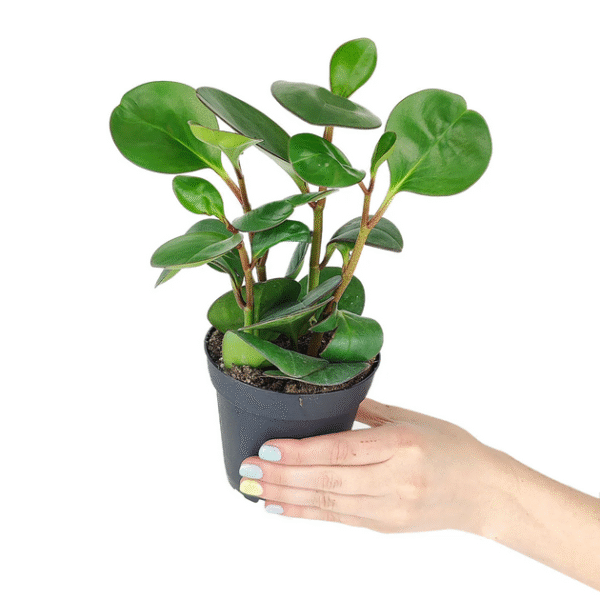 Peperomia Obtusifolia Green - Image 2