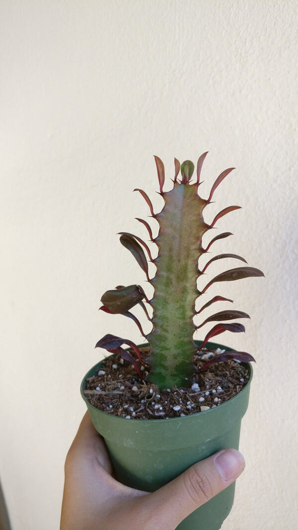 Euphorbia African Milk Tree Cactus - Image 5