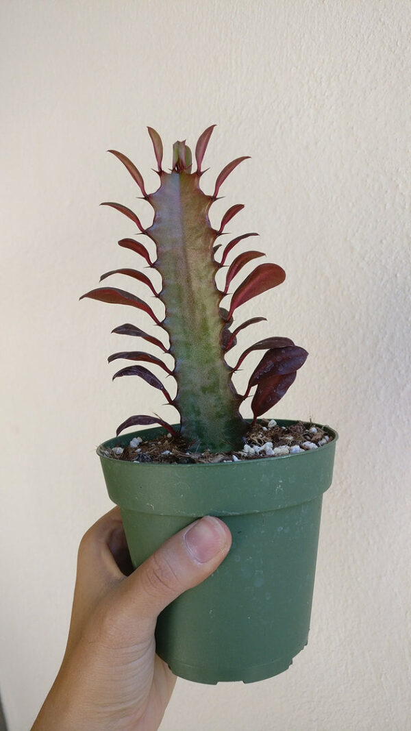 Euphorbia African Milk Tree Cactus - Image 6