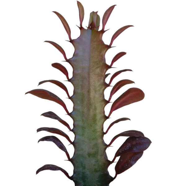 Euphorbia African Milk Tree Cactus - Image 2
