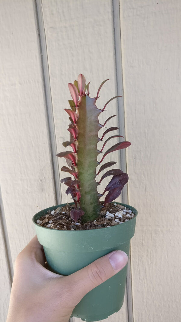 Euphorbia African Milk Tree Cactus - Image 4
