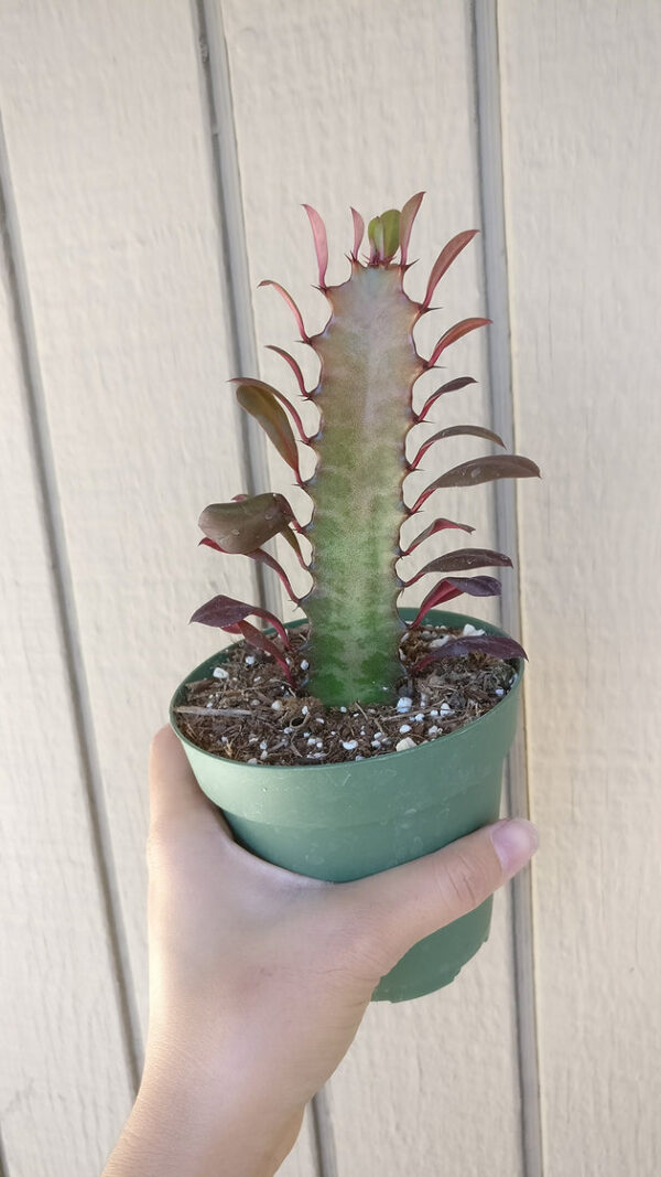 Euphorbia African Milk Tree Cactus - Image 3