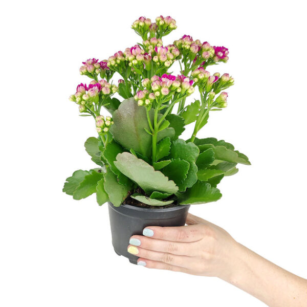 Kalanchoe blossfeldiana 'Calandiva Purple' - Image 3