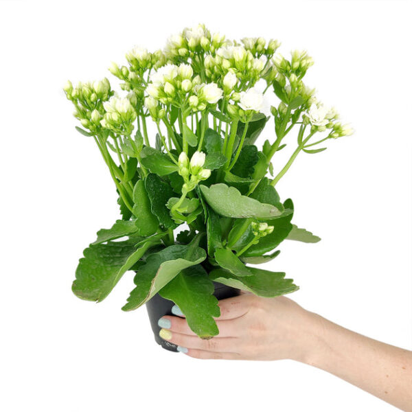 Kalanchoe blossfeldiana 'Calandiva White' - Image 3