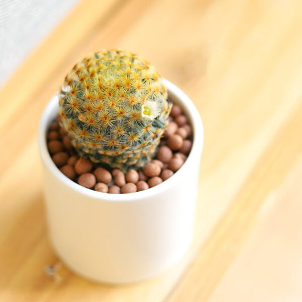 Cactus Pack - Image 6