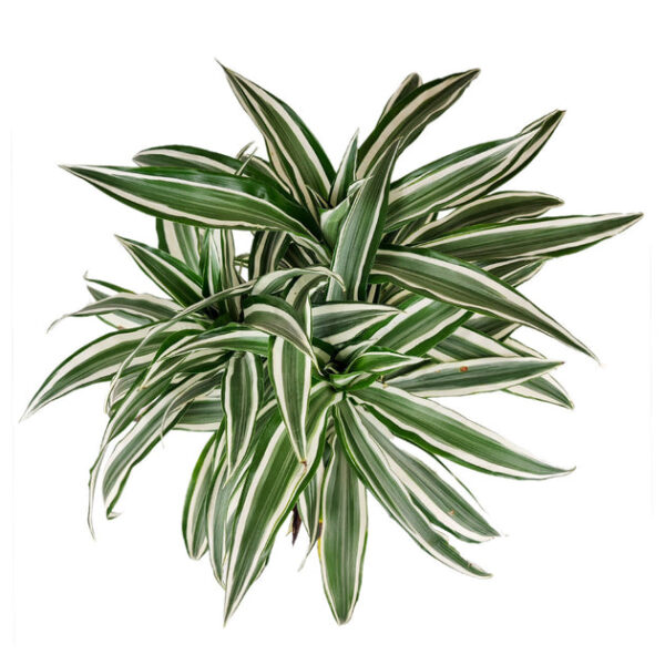 Dracaena Warneckii - Image 2