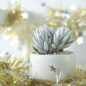 Senecio Cocoon Plant