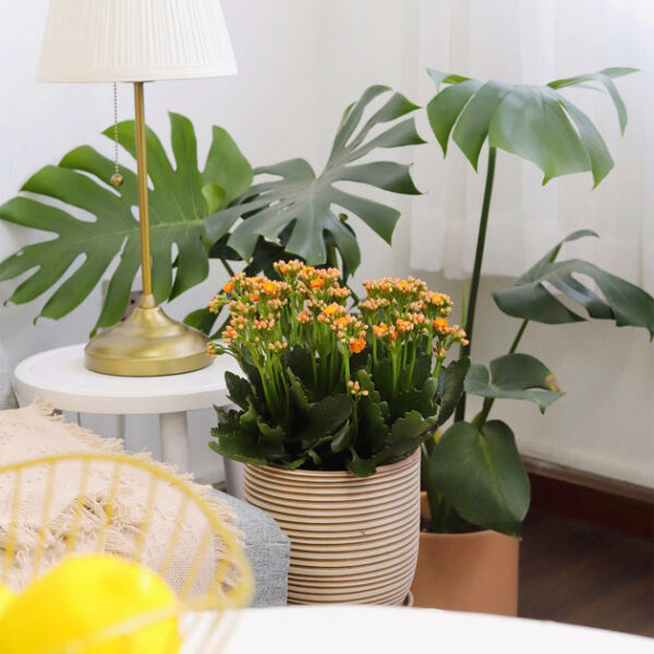 Kalanchoe blossfeldiana 'Calandiva Orange' - Image 2
