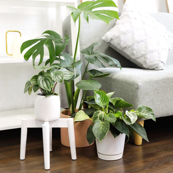 Monstera Deliciosa - Image 9