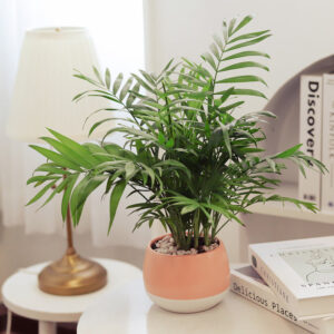 Neanthe Bella Palm