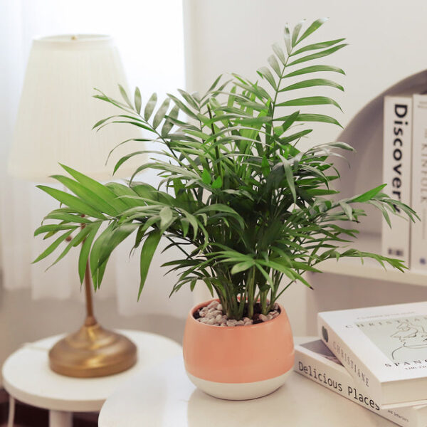 Neanthe Bella Palm