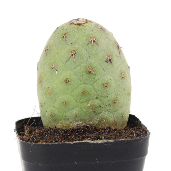 Rare Tephrocactus Geometricus - Image 7