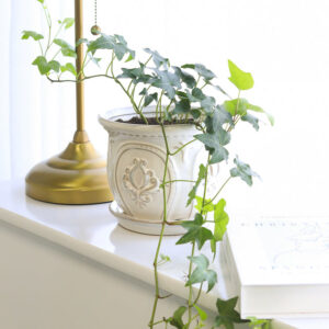 Green Ivy Plant