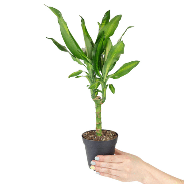 Dracaena Cintho - Image 4