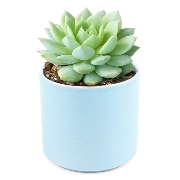 Echeveria Painted Lady - Image 9