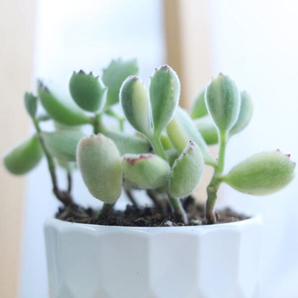 Variegated Bear Paw Succulent - Image 5