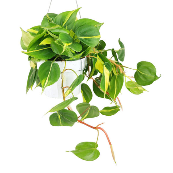 Philodendron Cordatum Brasil - Image 3