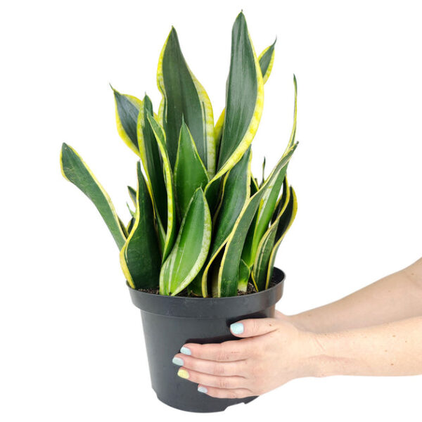 Snake Plant Sansevieria Black Gold Superba - Image 3